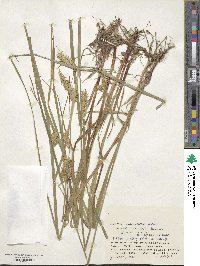 Carex vesicaria image