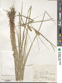 Carex vesicaria image