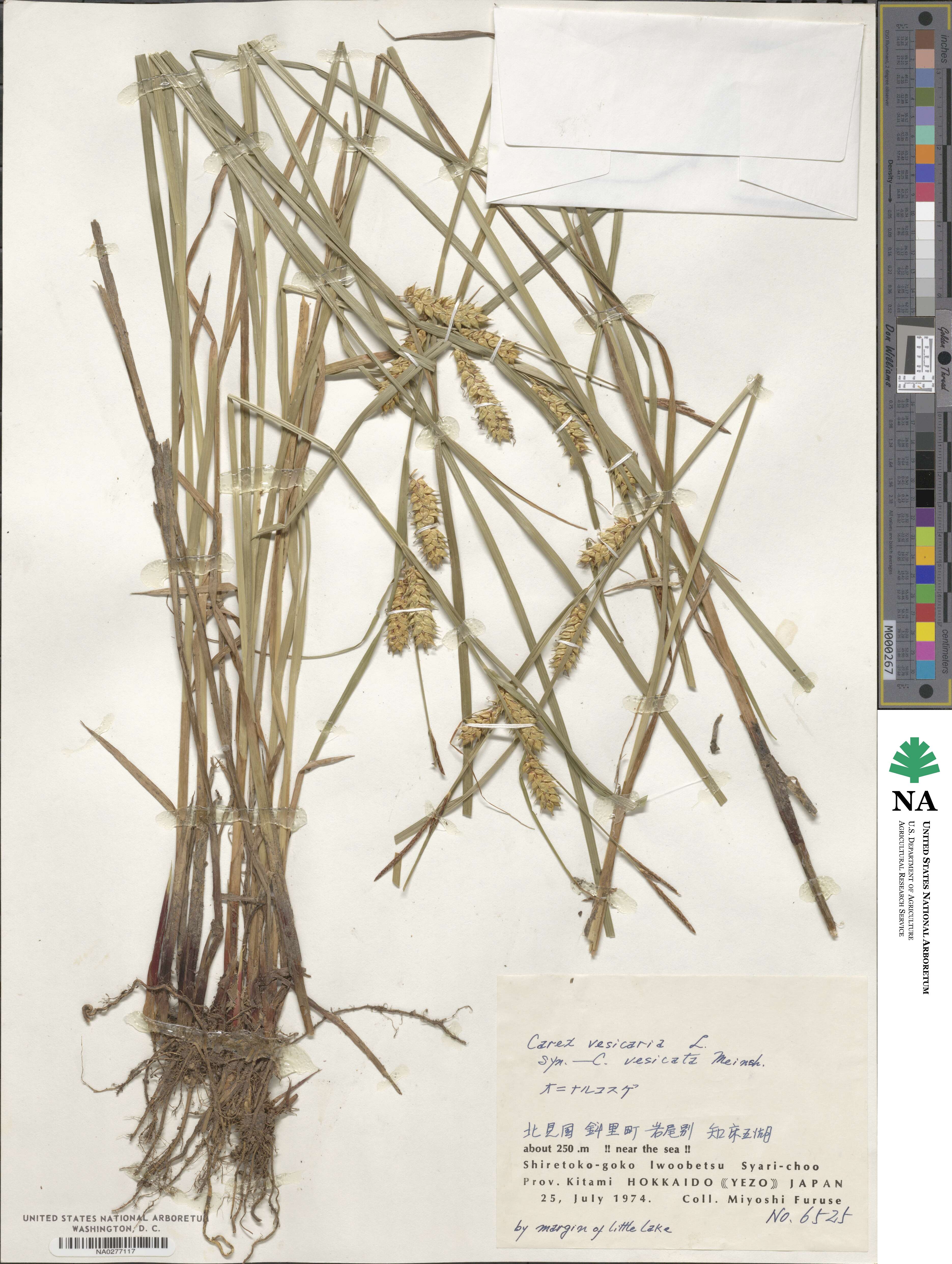 Carex vesicaria image