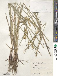 Carex vesicaria image