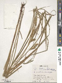 Carex vesicaria image