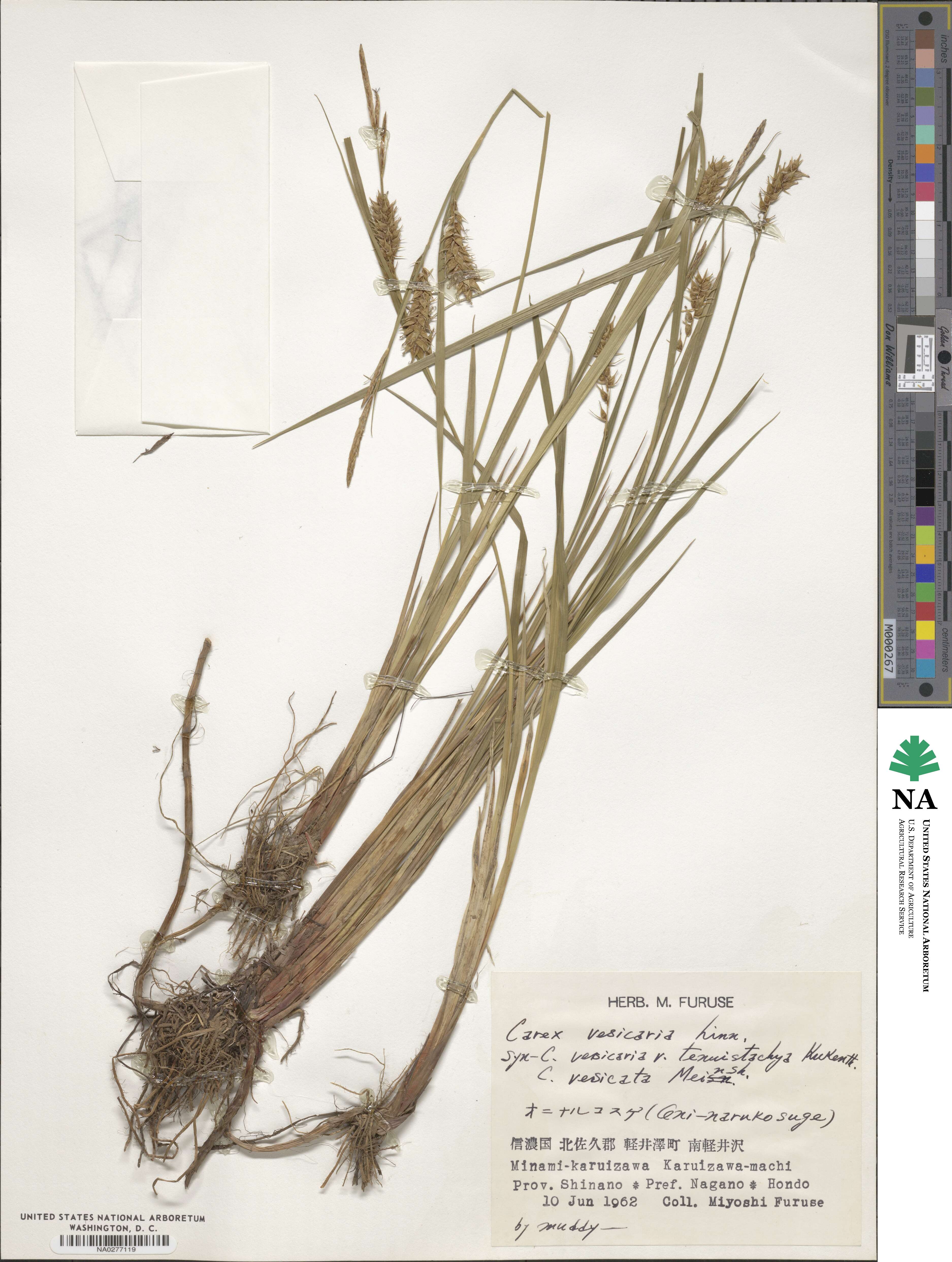 Carex vesicaria image