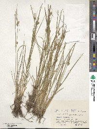 Carex viridula image