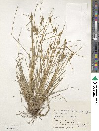 Carex viridula image