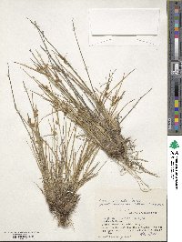 Carex viridula image