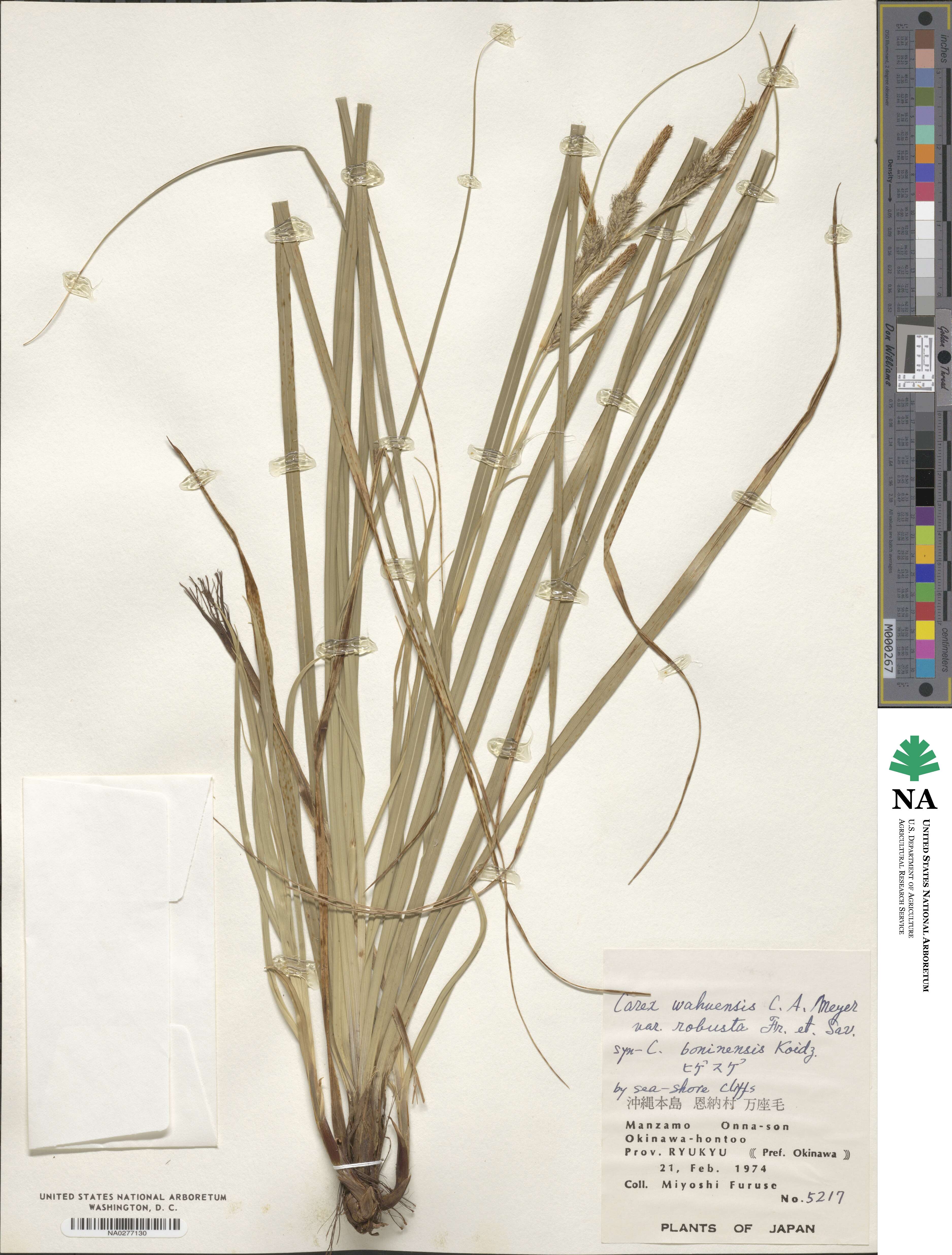 Carex wahuensis subsp. robusta image