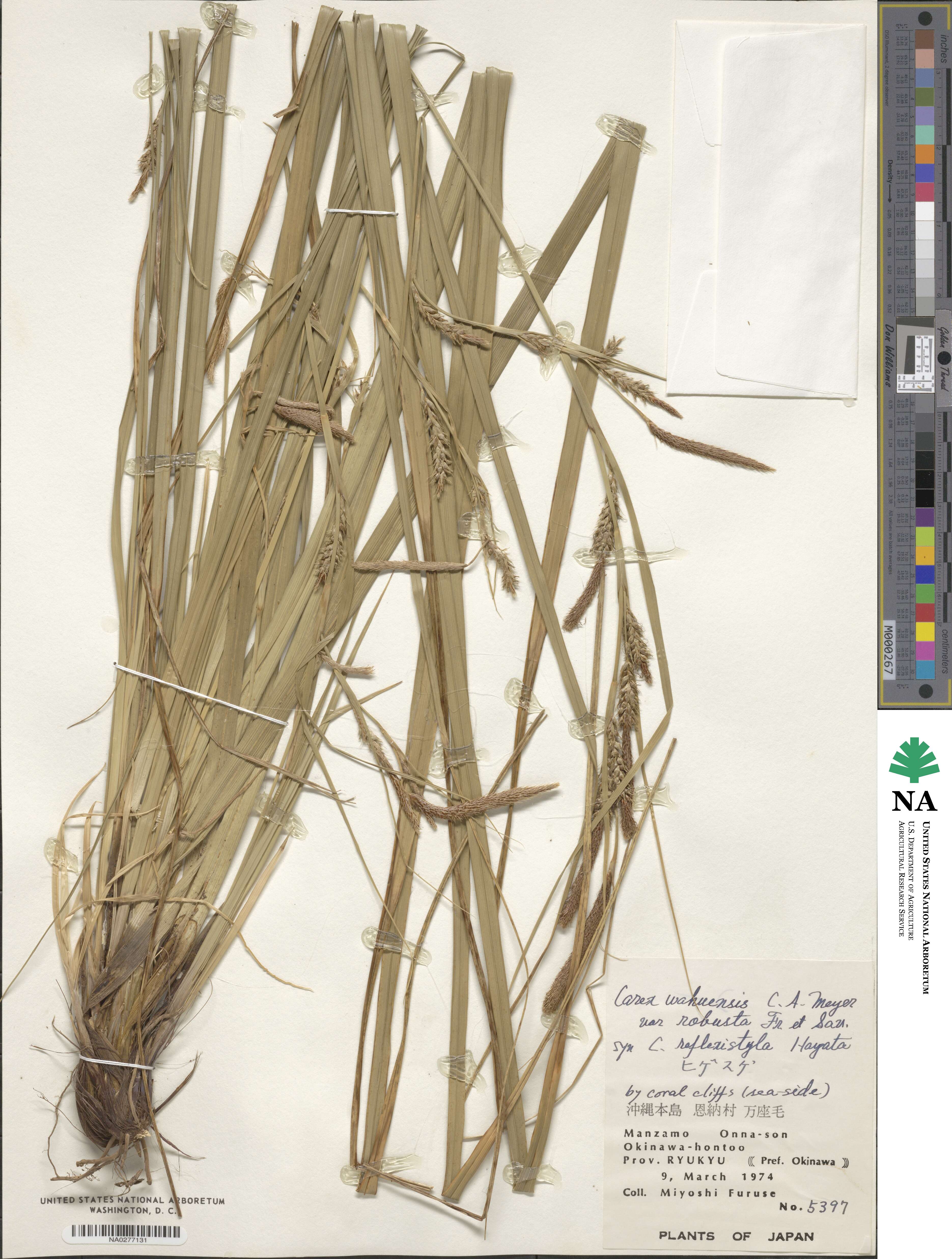 Carex wahuensis subsp. robusta image