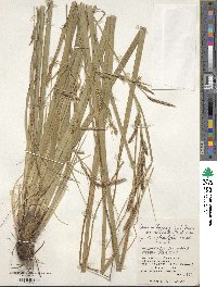 Carex wahuensis image