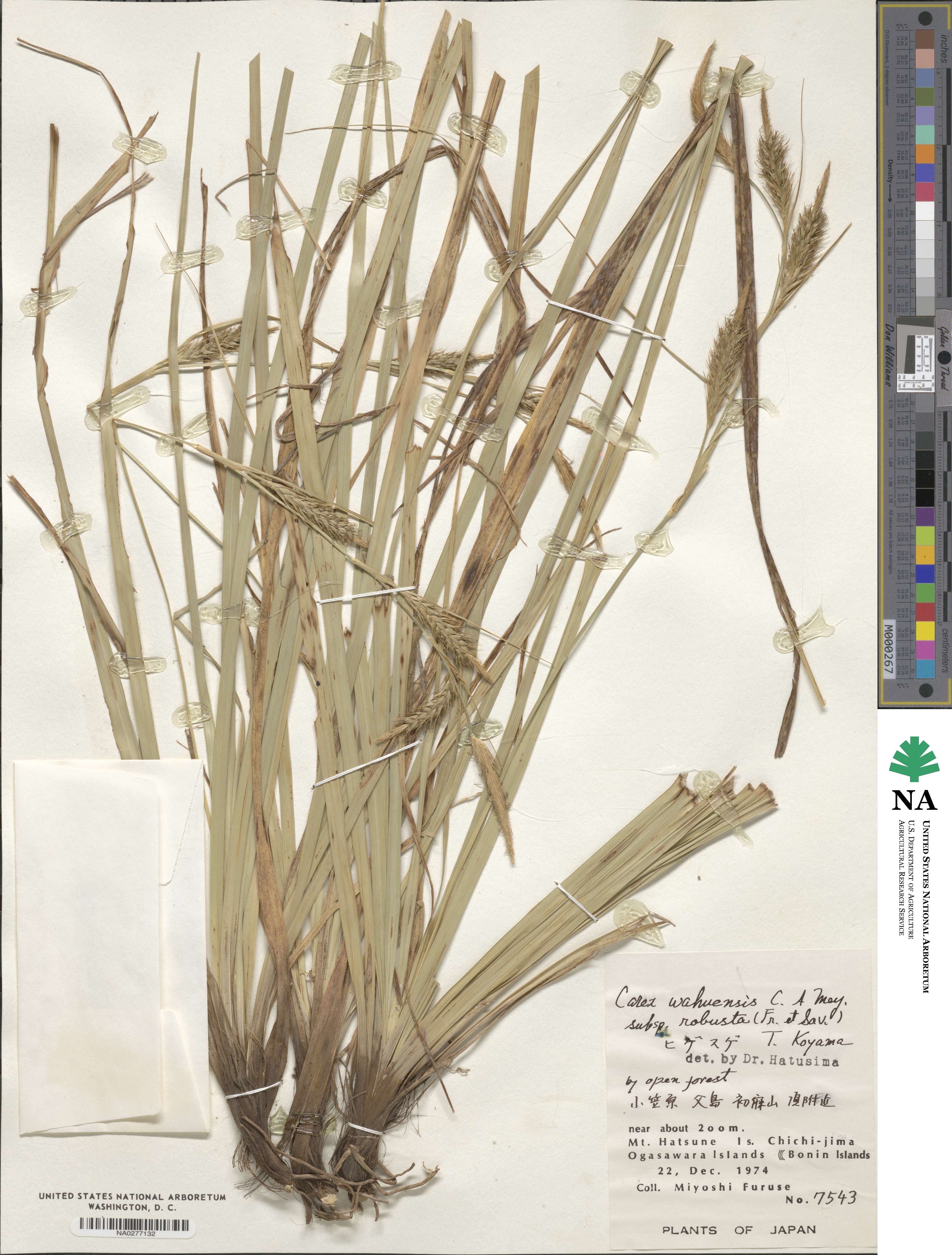 Carex wahuensis subsp. robusta image