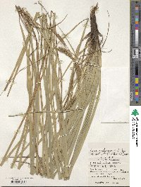 Carex wahuensis image