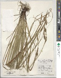 Carex wahuensis image