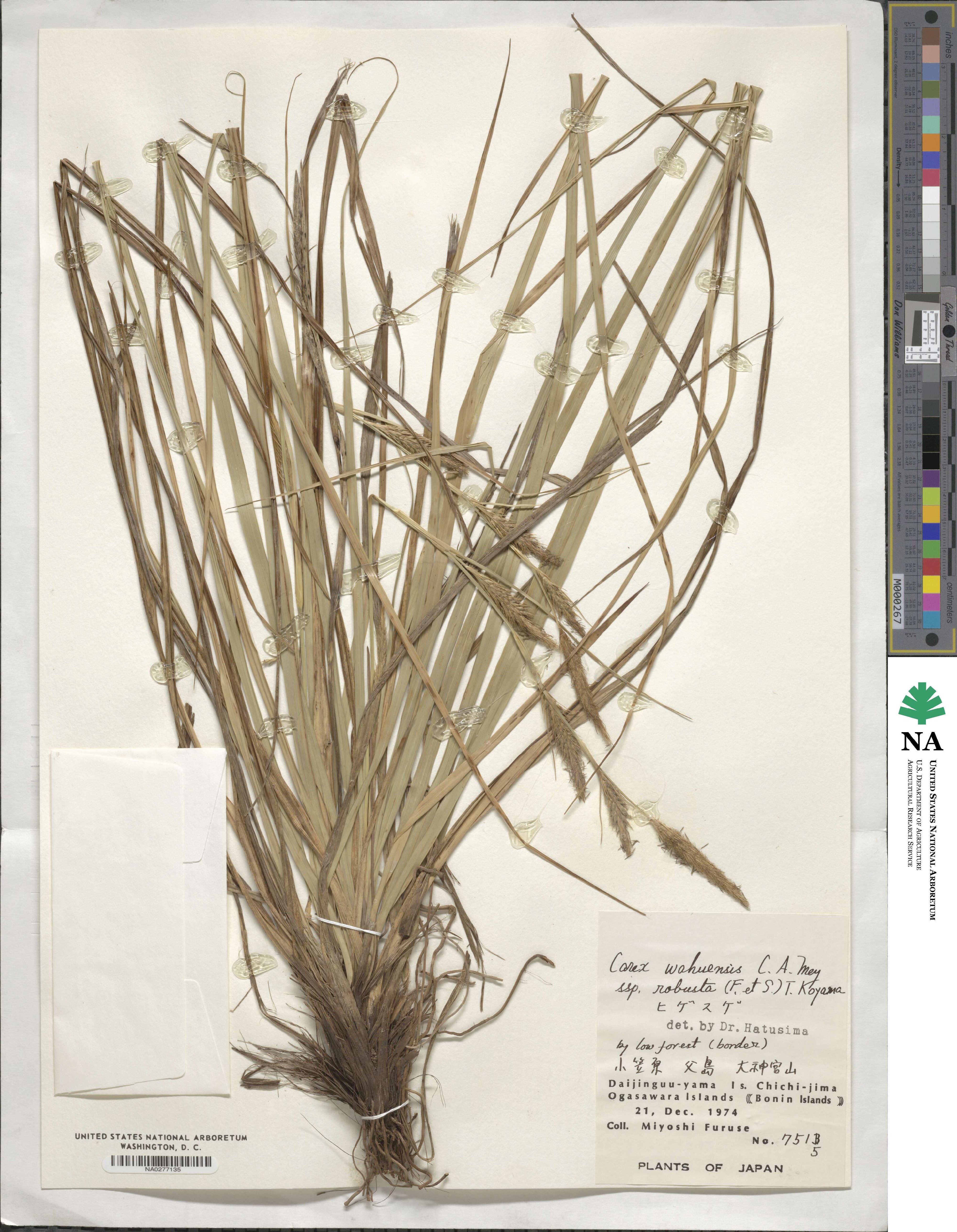 Carex wahuensis subsp. robusta image