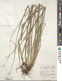 Carex wahuensis image