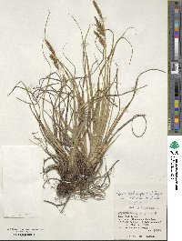 Carex wahuensis image