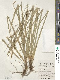 Carex wahuensis image