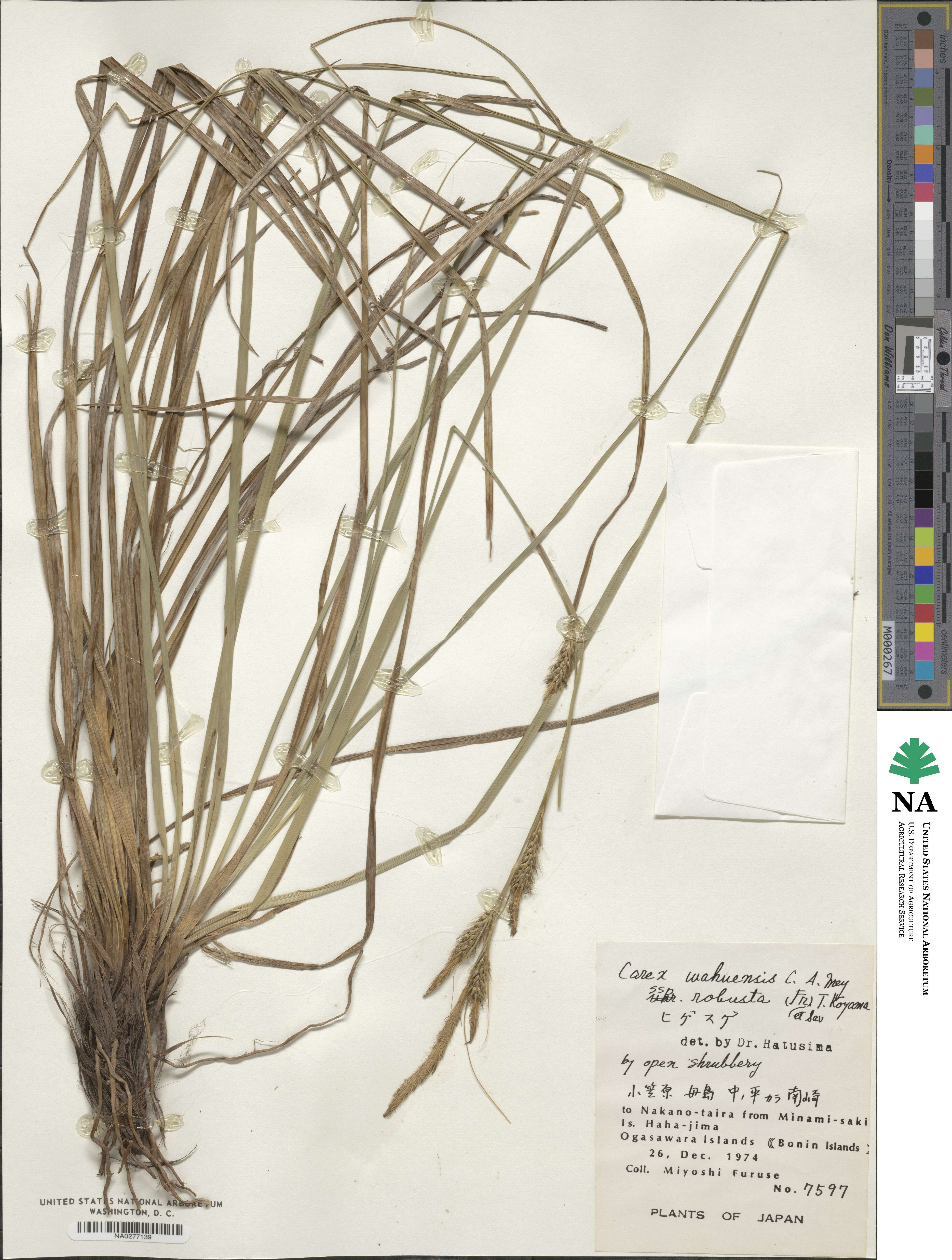 Carex wahuensis subsp. robusta image