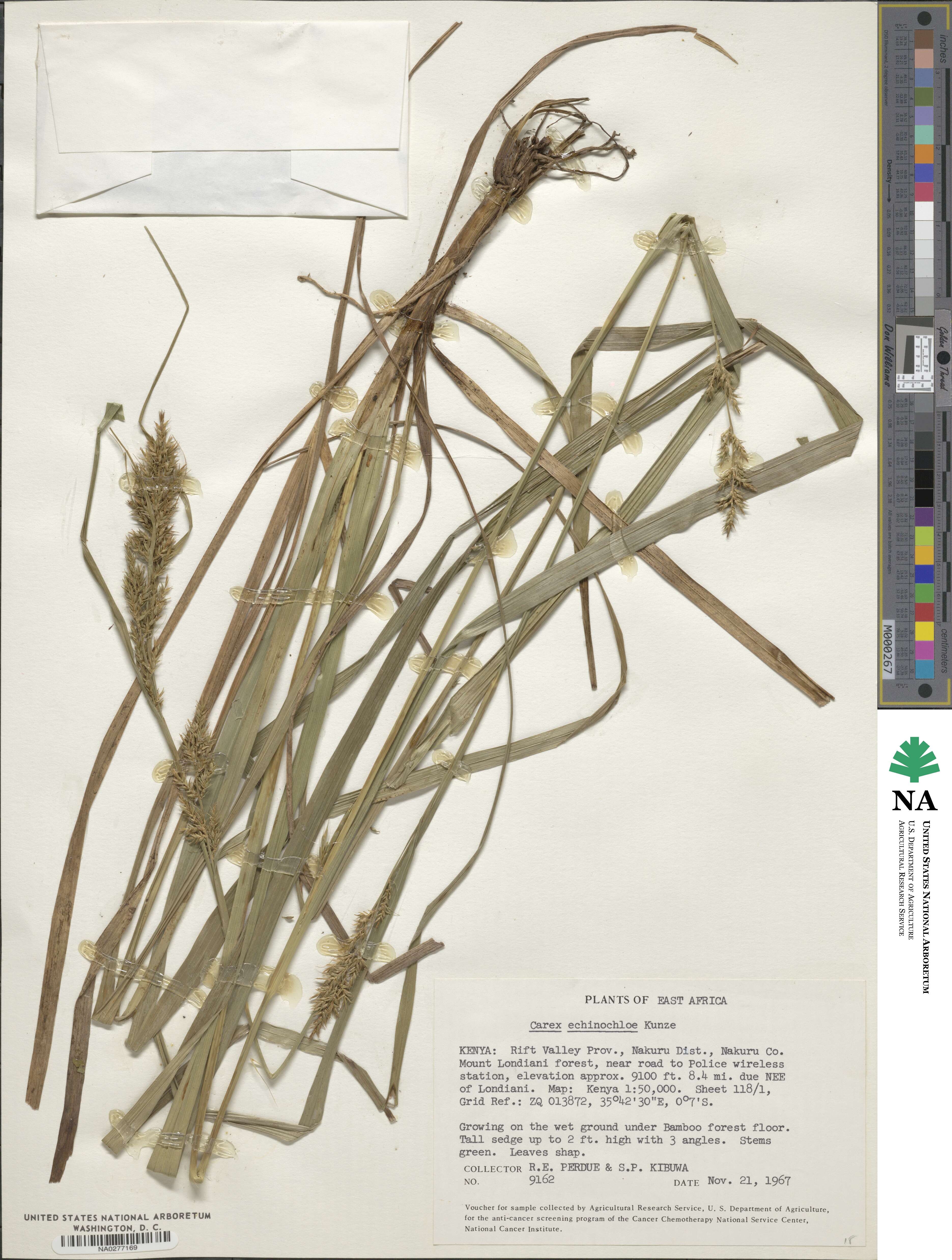 Carex echinochloe image