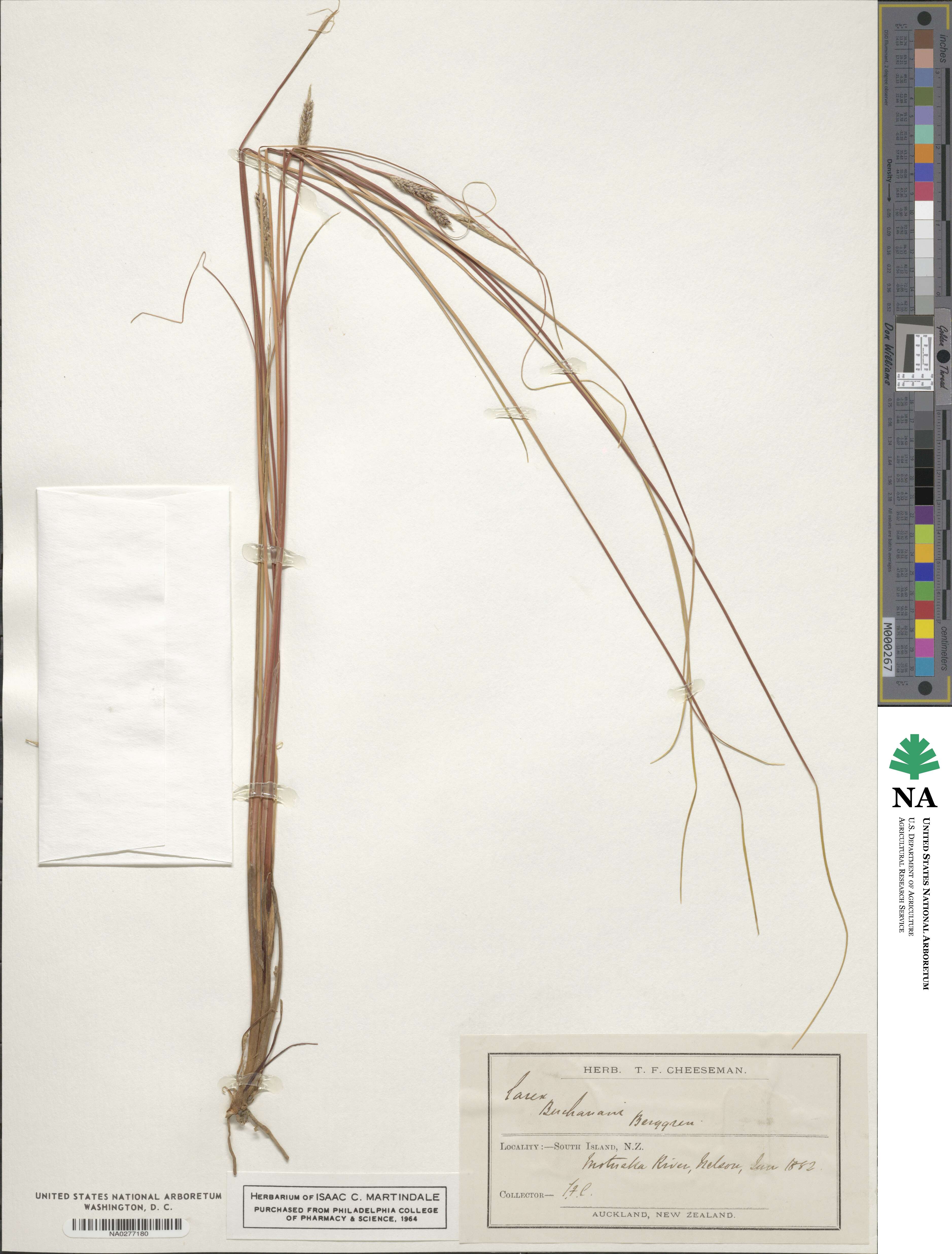 Carex buchananii image