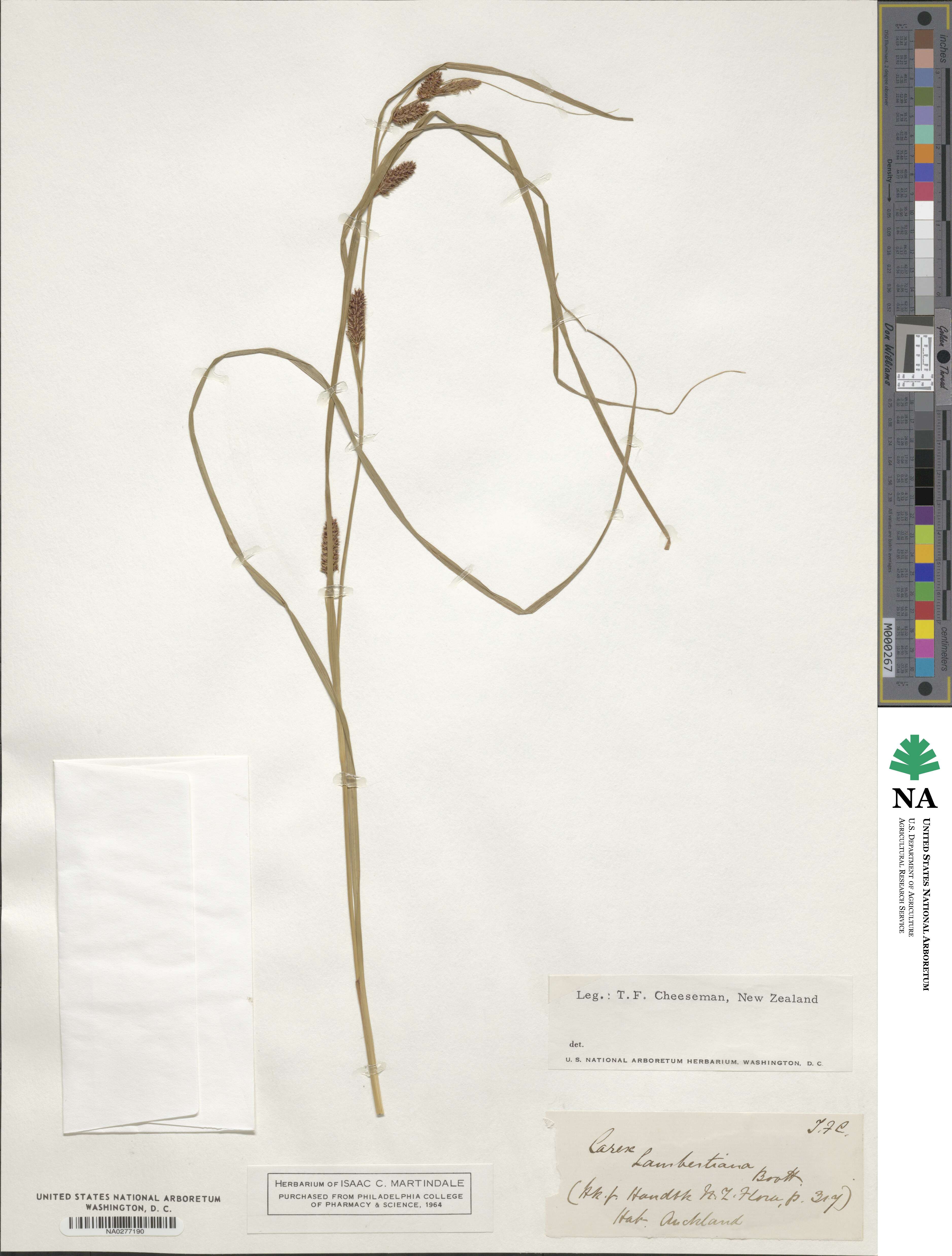 Carex lambertiana image
