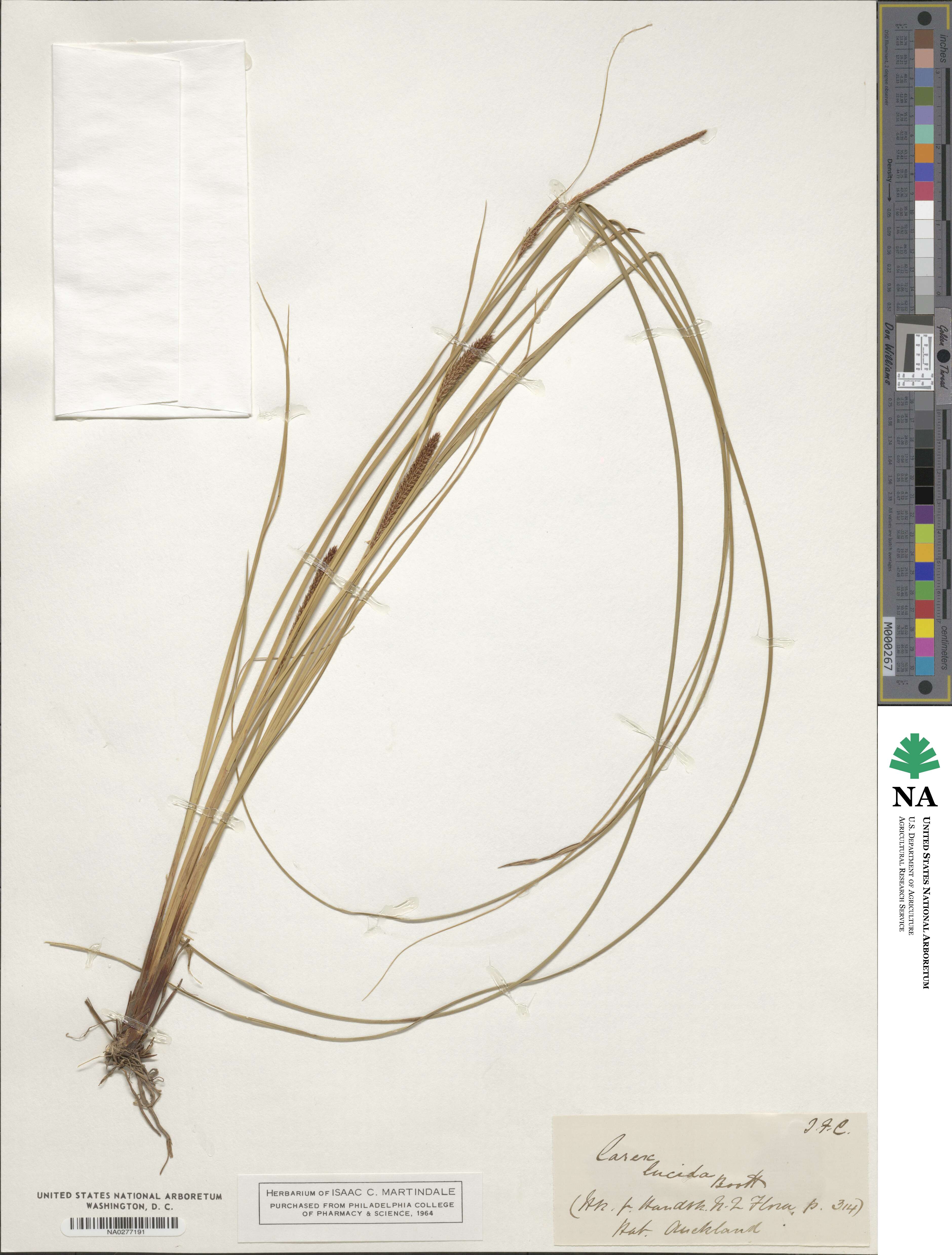 Carex lucida image