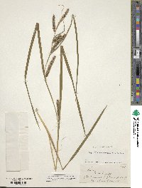 Carex pseudocyperus image