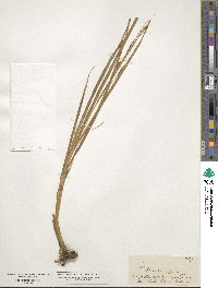 Carex geminata image