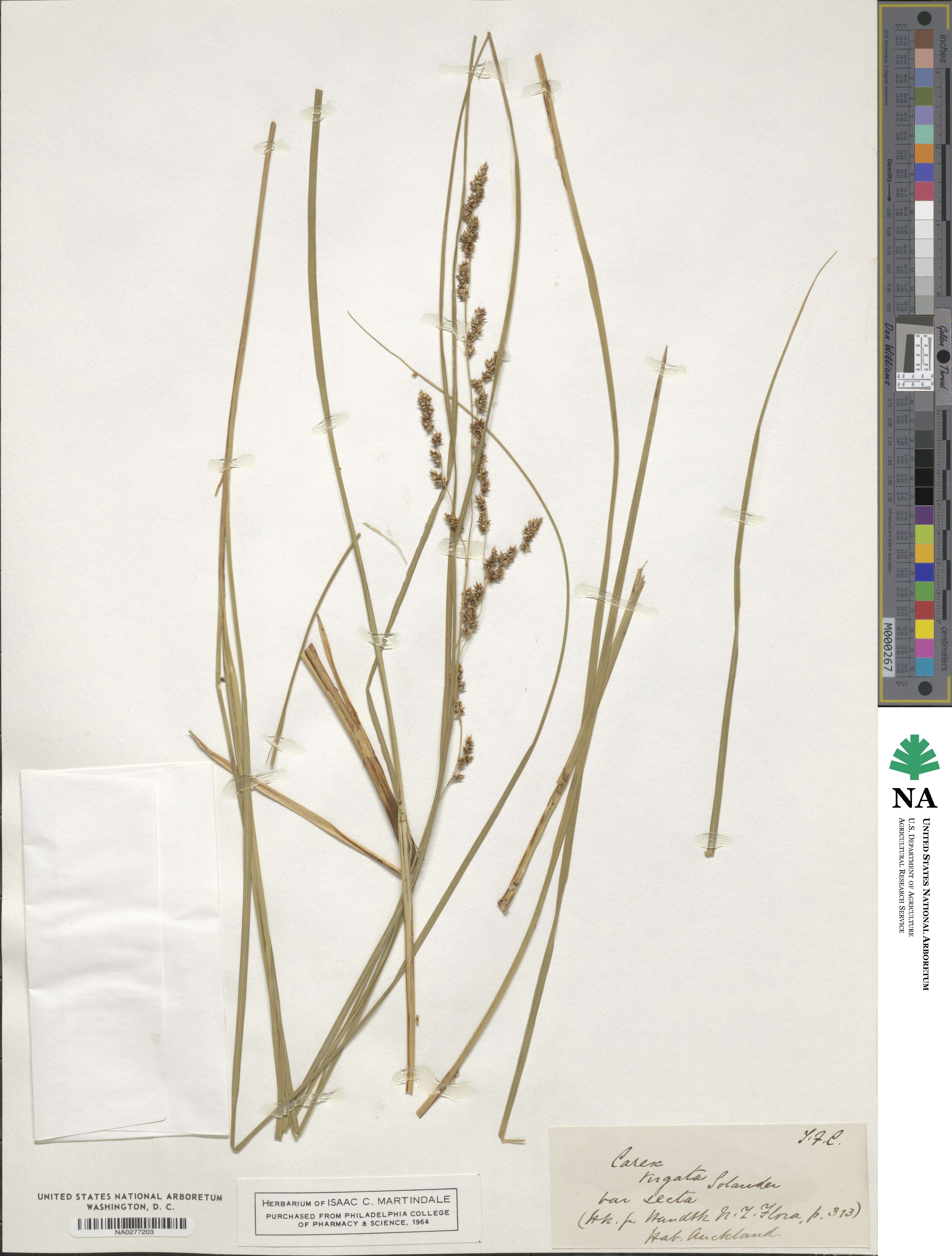 Carex virgata image