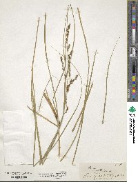 Carex virgata image