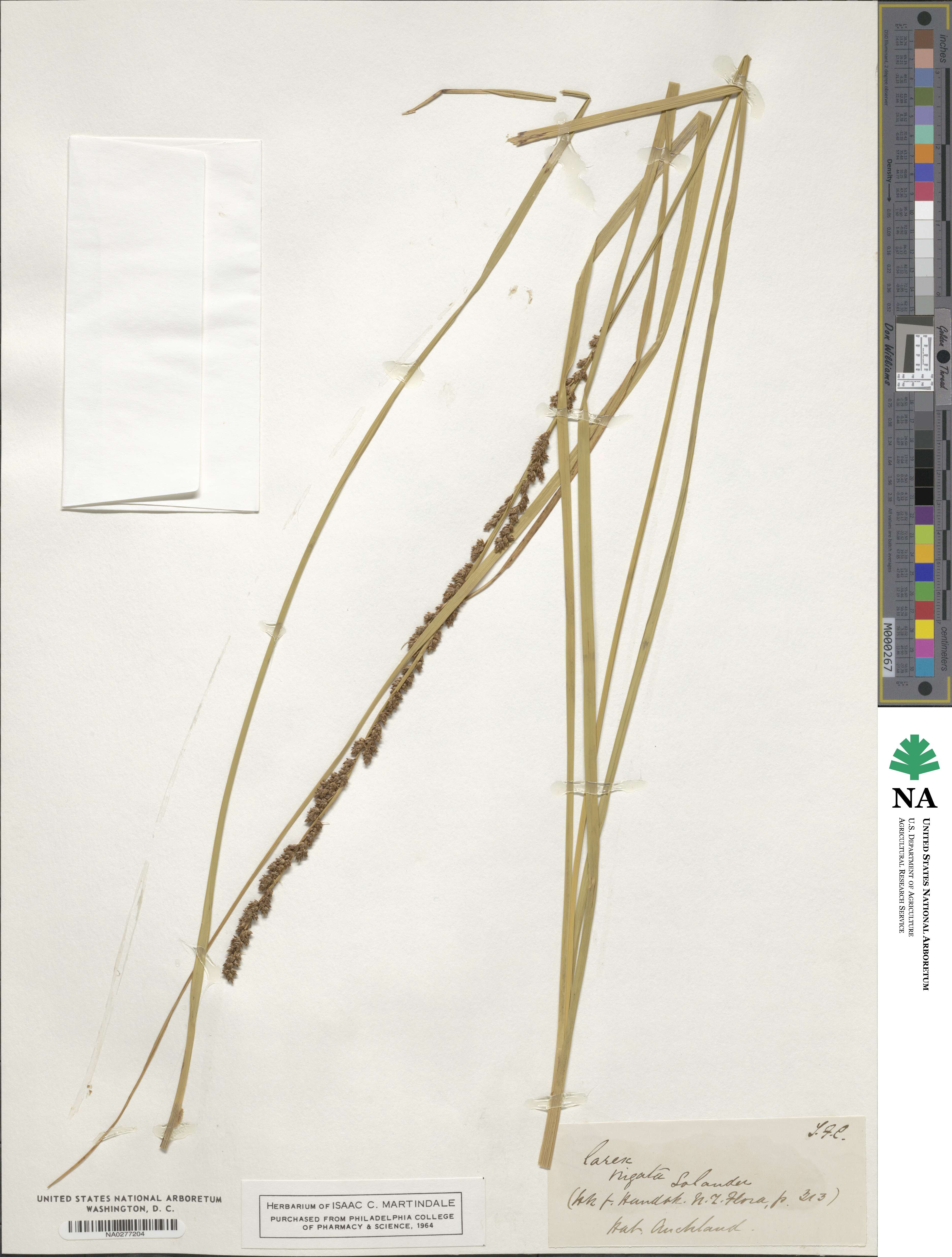 Carex virgata image