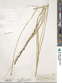 Carex virgata image