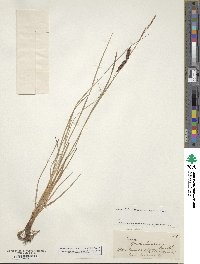 Carex nigra image