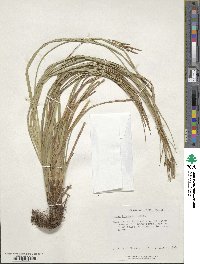 Carex brunnea image