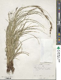 Carex brunnea image