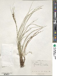 Carex brunnea image