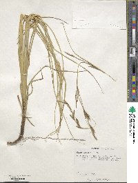 Carex brunnea image