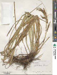 Carex wahuensis image