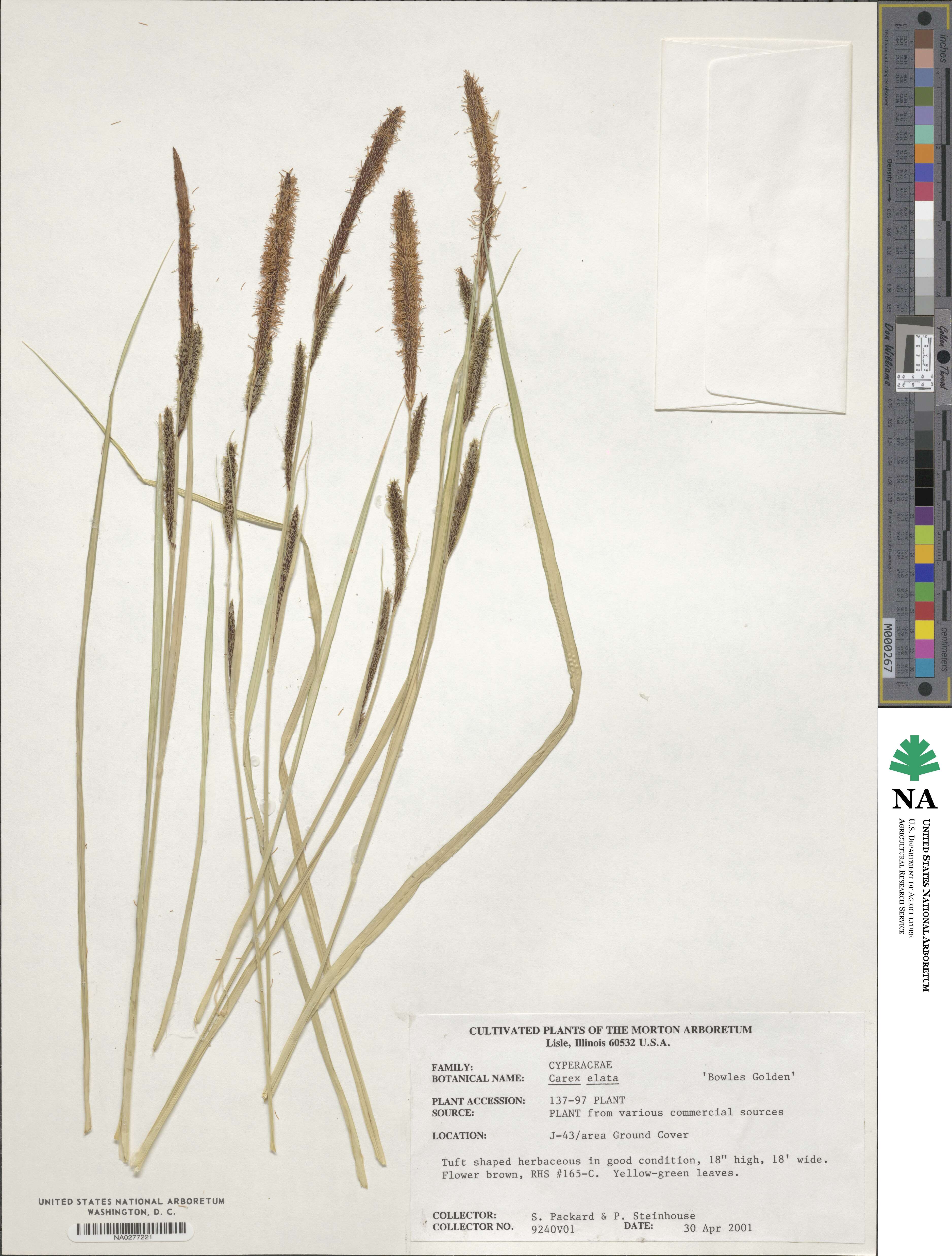 Carex elata image