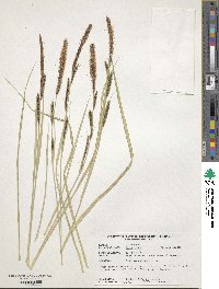 Carex elata image