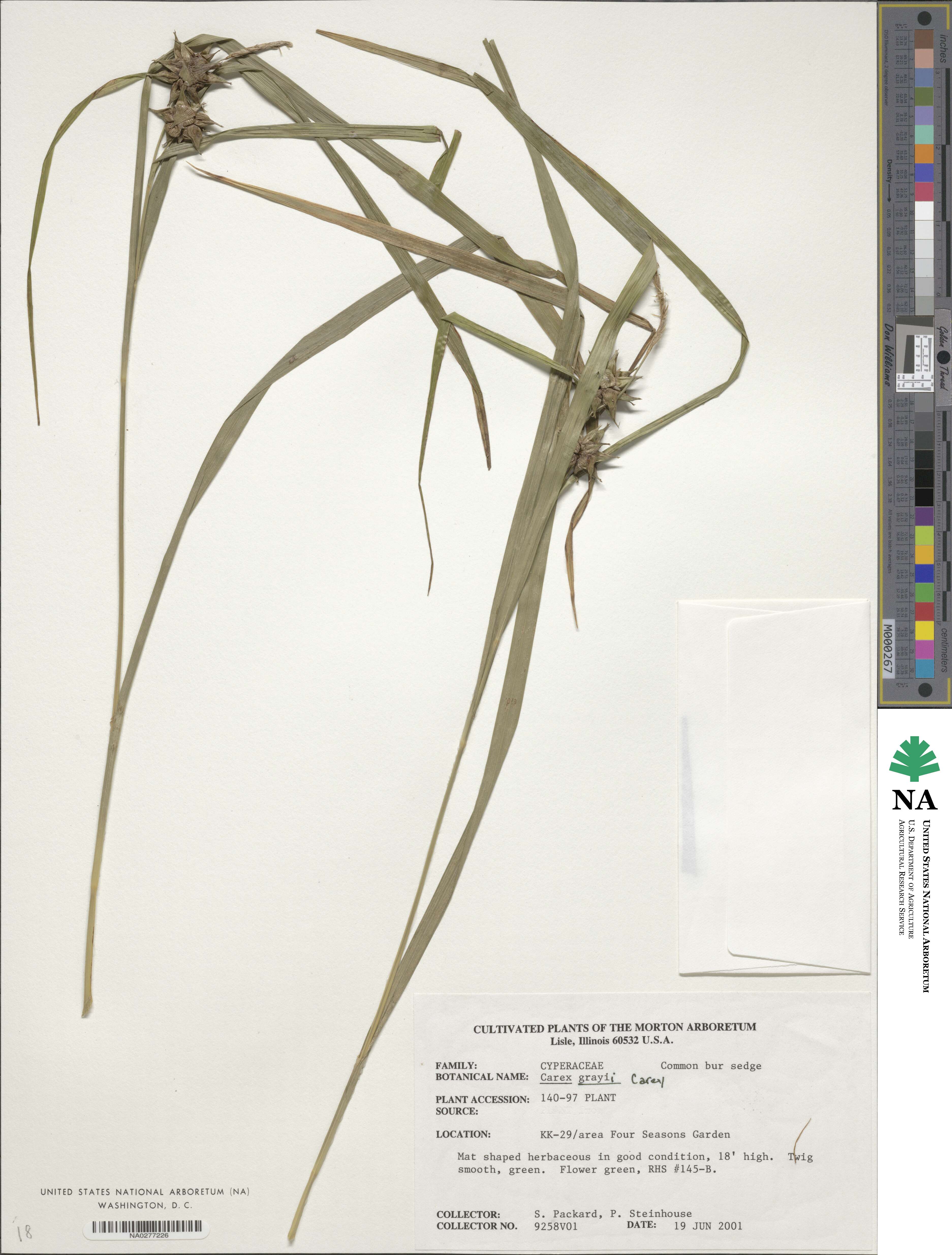Carex grayi image