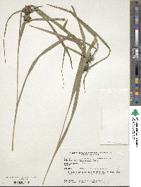 Carex grayi image