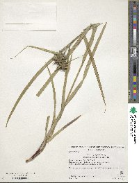 Carex grayi image