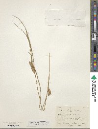 Carex hordeistichos image