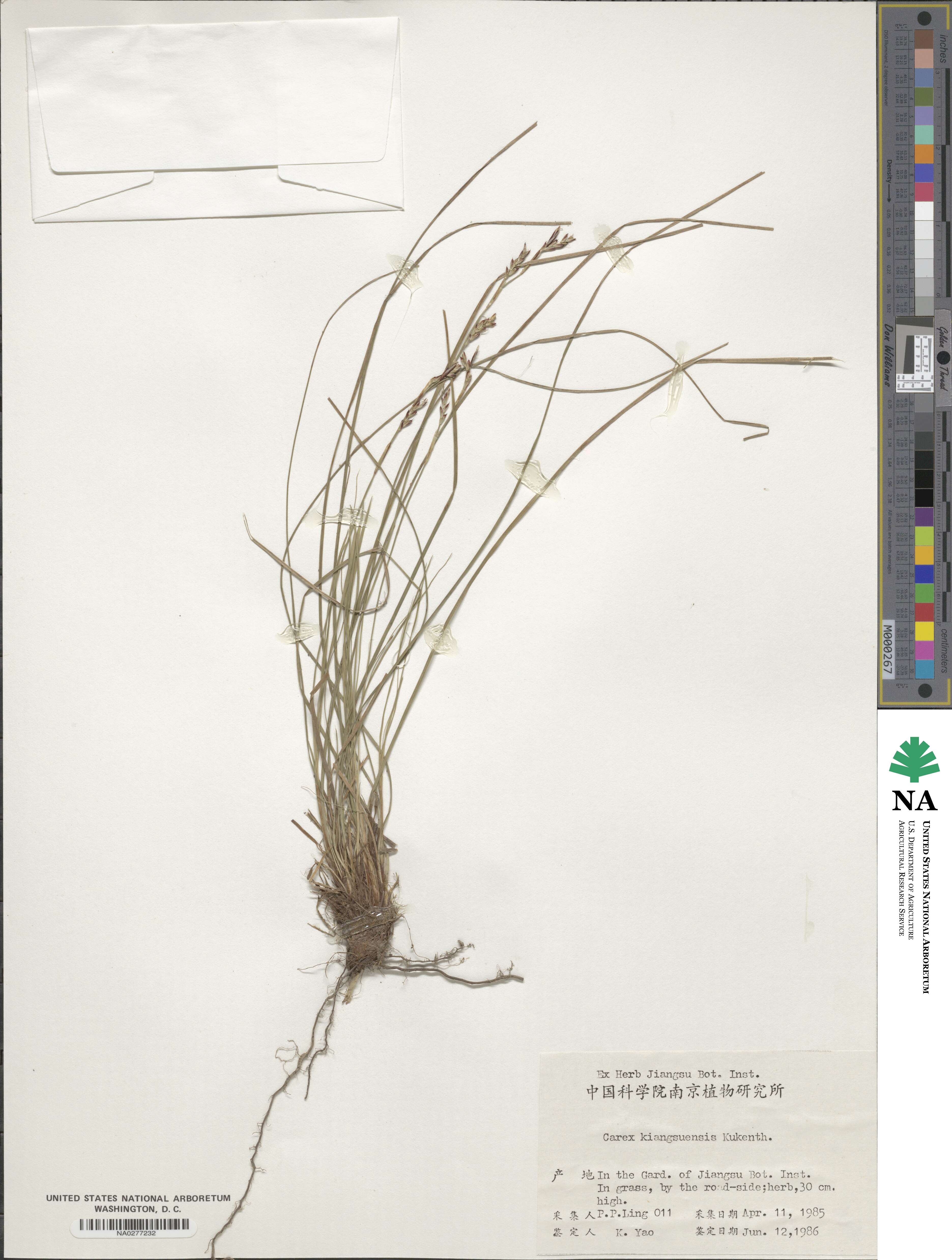 Carex kiangsuensis image