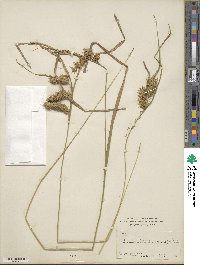 Carex lurida image