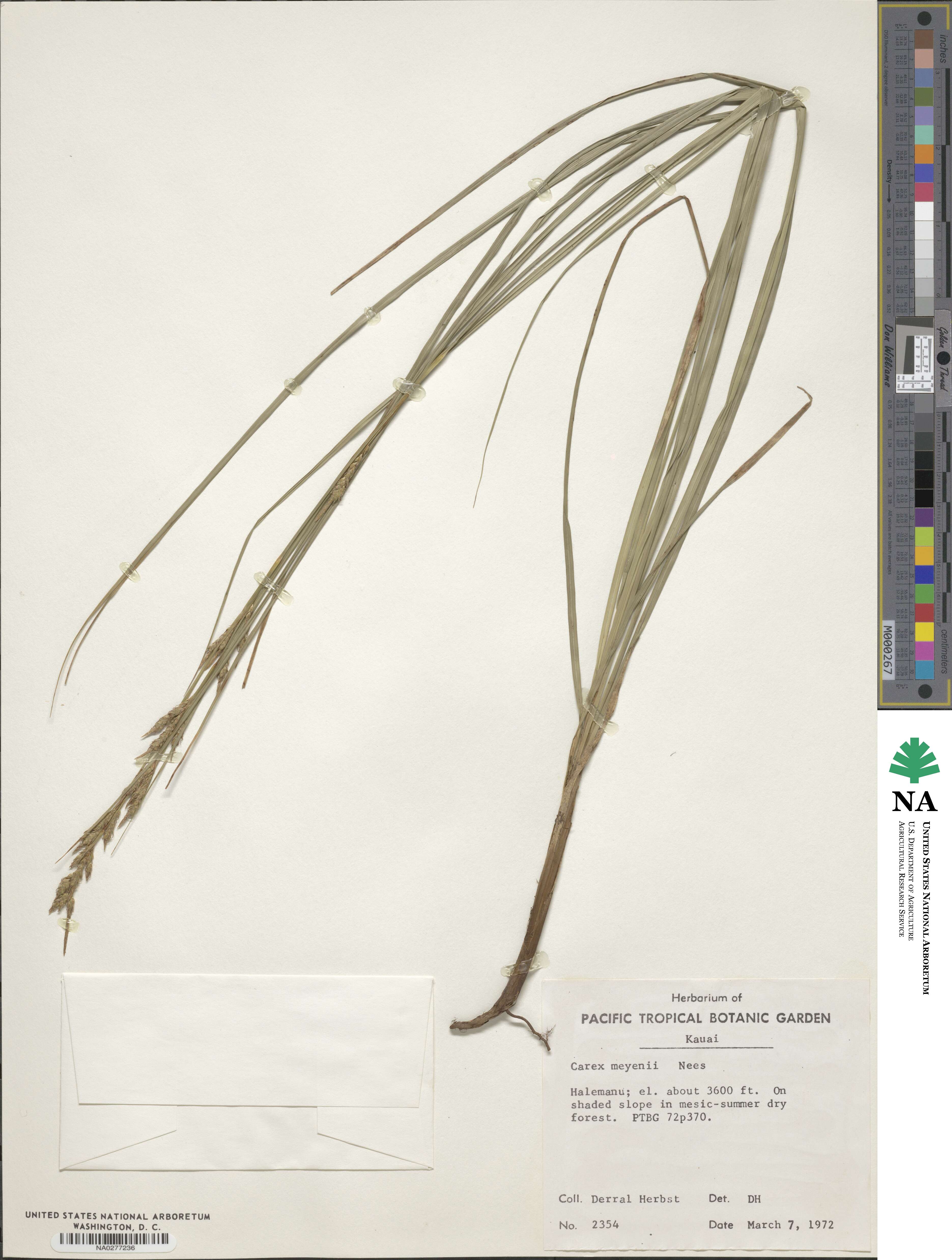 Carex meyenii image