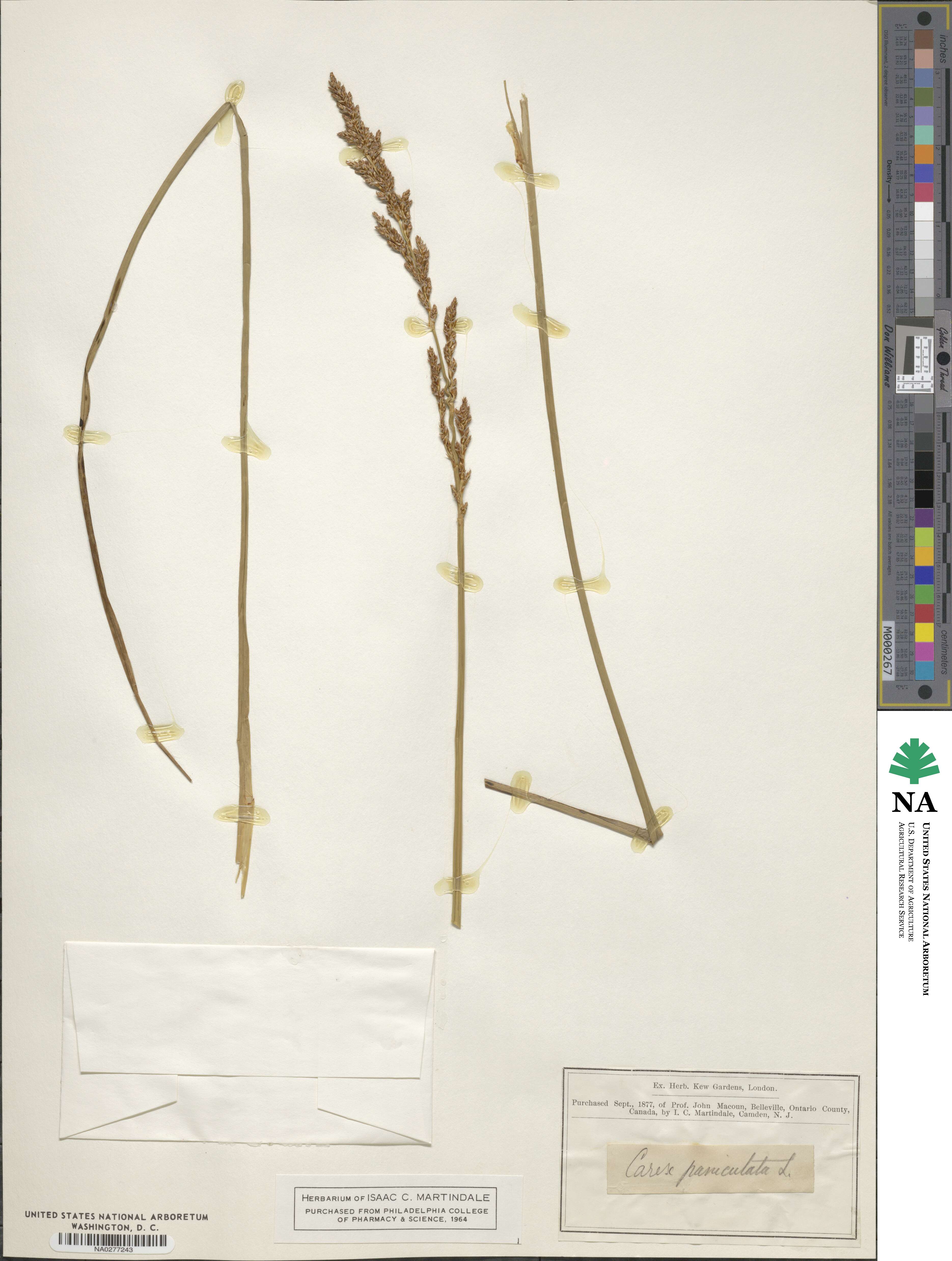 Carex paniculata image