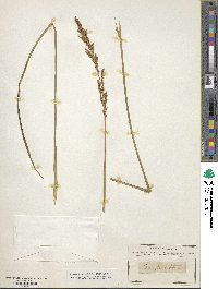 Carex paniculata image