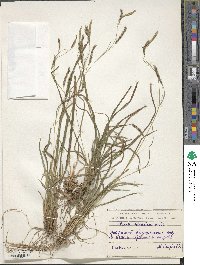 Carex silvatica image