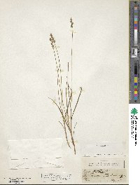 Carex stellulata image