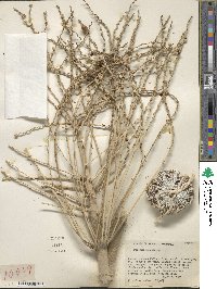 Phoenix reclinata image